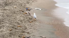 A seagull tries to eat something among the waste returned by the sea and then flies away on the seafront of Lido di Ostia in Rome.