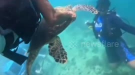 Hunt for divers who manhandled distressed sea turtle for tourists