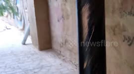 My dog in swimming pool