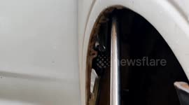 Snake rescuer pulls ‘world’s deadliest snake’ from car bare handed