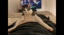 Cat masters the art of relaxation. In a slightly unique position for a feline