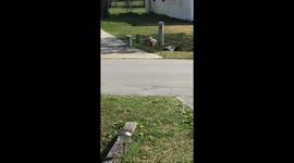 Charlie takes his time but with a little motivation he makes his way back home.