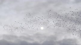 Murmuration and Worm Moon