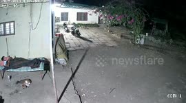 India: Leopard steals sleeping dog while owner is distracted by phone