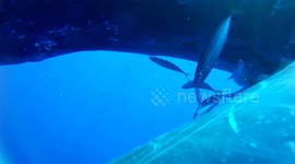 US: Humpback Whale’s Underwater Pee Revealed as Key to Ocean Health