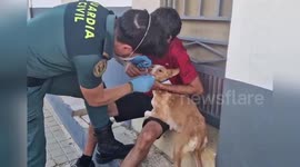 Spain: Dog DNA Test Traps Man Who Dumped Four Newborns in Bin