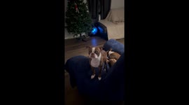 My dog randomly does the unexpected hope the video puts a smile on your face !!!