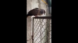 The bird appeared at the man's door, knocked on the door and nodded, calling cuckoo