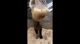 Pony's winter mustache get unexpected grooming session