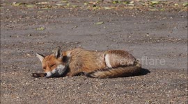 Red fox basks in spring sunshine in Kent, UK