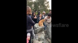 Crowding Around an Orange Cat