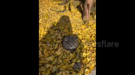 China: A Cat Sits on the Grass Covered by Fallen Leaves