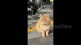 China: Orange Cat Leaves Sweaty Paw Prints
