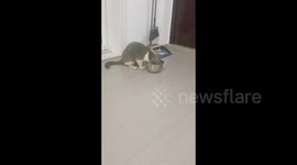 China: A Stray Cat That Looks Exactly Like The House Cat Confuses The Roommate