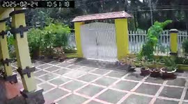 A freak strong wind swept through the young trees in Vietnam