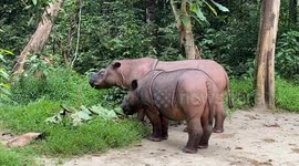 Conservation Stories from the Tip of Sumatra: Oh Rhino, How Difficult It Is for You to Have Children...