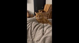 Sassiest orange cat absolutely HATES when her full name is spelled