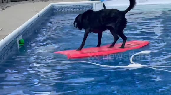Beloved dog who became internet sensation for her unique bodyboarding ability passes away