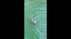 Crocodile hitches a ride on ship's anchor rope