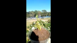 A DAY in the Life of My Cilantro: Growing in a Tiny Pot in Dalat, Viet Nam