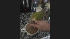 Pickle the Barista Bird Loves to Stir My Coffee Every Morning