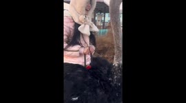 Chinese woman taken on wild ostrich ride