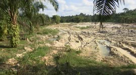 Ghana: Illegal gold mining takes toll on Ghana's cocoa farms