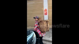 Woman herding cattle carries adorable calf in basket on her back