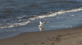 Two seagulls eat the remains of a carcass with their beaks as a crow arrives on the shoreline on the seafront at Lido di Ostia in Rome.