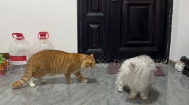 Cat meows in a silly way in Guizhou, China