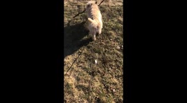 Sweden norrköpings cutes dog 