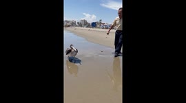 Shaking Hands With a Pelican