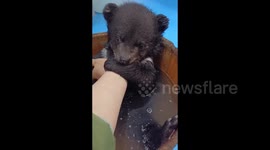 China: Bathing The Bear Cub