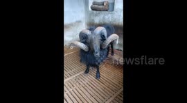 China: Demon-Horned Black Goat