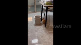 China: Rabbit Leaps Into The Trash Can