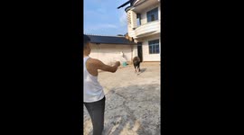 Chinese man keeps black cow as a pet, soothes it after candy refusal