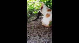 cats prey on lizards