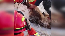 China: Two Clumsy Deer Rescued from Ditch by Firefighters in Princess-Style Hug