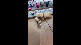 Mistook a toy for a dog.