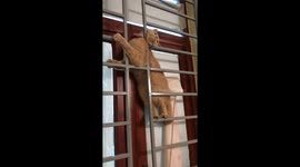 This cat is trying to act like he's stuck in a narrow door gap, but he's actually enjoying it