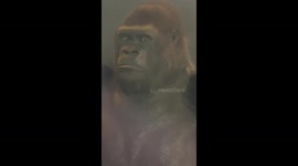 Guy the Gorilla in the National History Museum moving his eyes and mouth - maybe haunted!