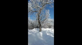 Taking a snow shower in the park