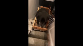 Old Dog Uses Custom Stair Lift