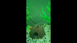 Stuck Fish Removed From Coconut Hide Hole