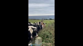 Stag Hides In Cow Herd