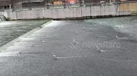 Bizarre moment herons stand in military-like formation to catch fish in Chinese river