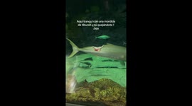 Fish with large chunk bitten out of it still swims around tank at SeaWorld San Diego
