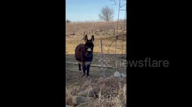 Donkey Has A Lot To Say