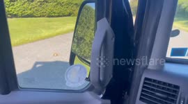 Woman Moves Turtle From Middle Of Road