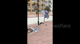 China: A Stray Dog Enjoys A New Mattress